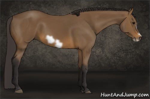 Horse Color: Buckskin Frame 