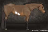 Horse Color:Buckskin Frame 