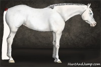 Horse Color:Cremello Frame Appaloosa