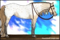 Horse Color:Buckskin Dun Blanket 