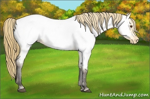 Horse Color:Buckskin Roan Dun Appaloosa 