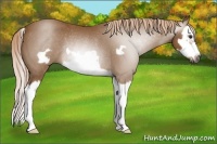 Horse Color:Gray Palomino Roan Splash Frame Rabicano