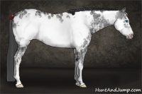 Horse Color:Blue Ice Roan Frame Near Leopard 