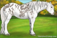 Horse Color:Silver Grullo Splash Appaloosa 