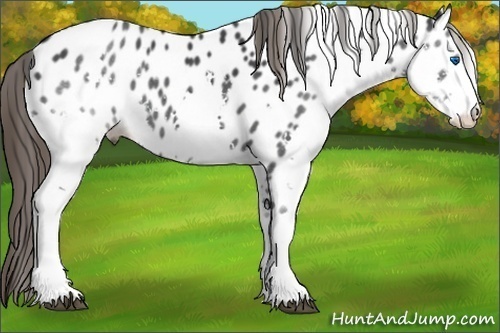 Horse Color: Black Splash Near Leopard 