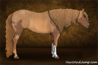 Horse Color:Chestnut Brindle