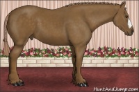 Horse Color:Chocolate Palomino 