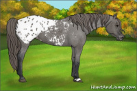 Horse Color:Grullo Appaloosa 
