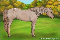 Horse Color:Chestnut Appaloosa 