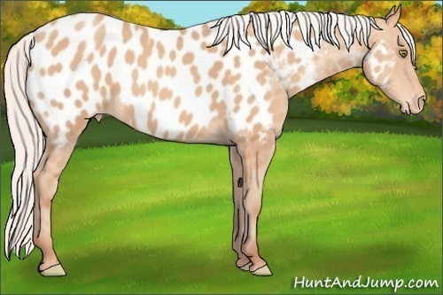 Horse Color:Silver Amber Champagne Appaloosa 