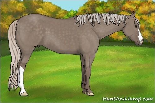 Horse Color:Silver Grullo