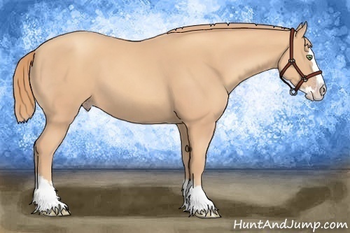 Horse Color:Gold Champagne Sabino Splash 