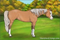Horse Color:Silver Bay Roan Splash 