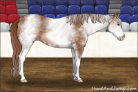 Horse Color:White Spotted Liver Chestnut 