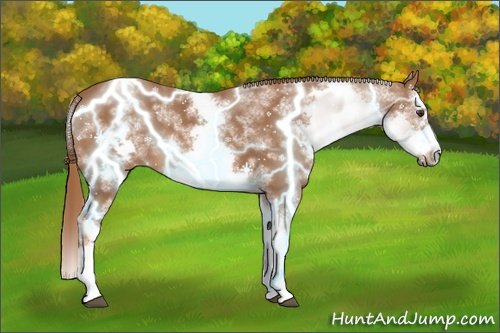 Horse Color: White Spotted Chestnut Splash Frame 