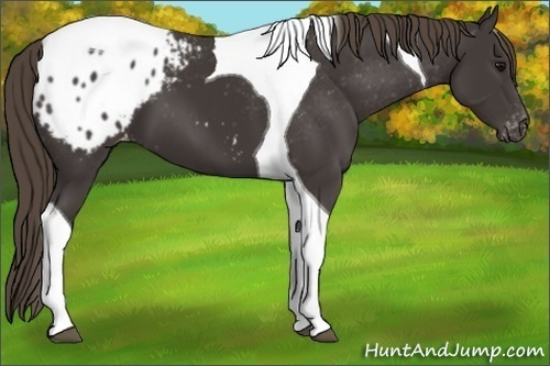 Horse Color:Smoky Black Tobiano Blanket 