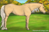 Horse Color:Palomino 
