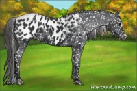 Horse Color:Black Appaloosa