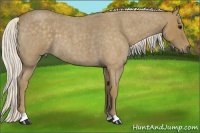 Horse Color:Silver Smoky Blue Roan 