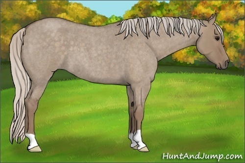 Horse Color:Silver Grullo Roan 