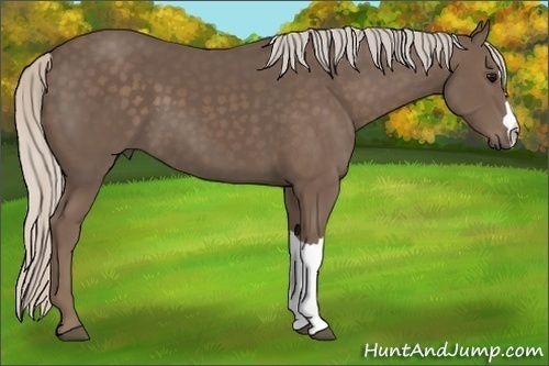 Horse Color:Silver Black 