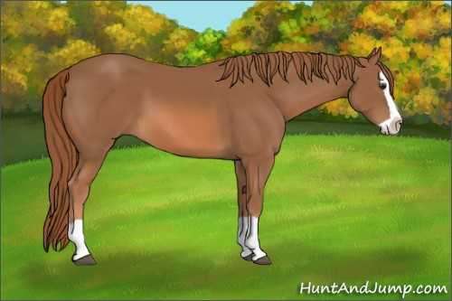 Horse Color: Unknown 