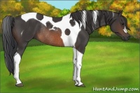 Horse Color:Brown Tobiano Rabicano