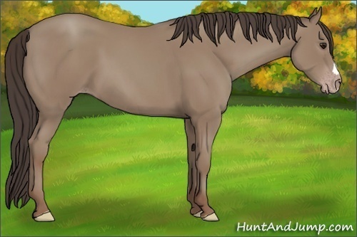 Horse Color:Classic Champagne 