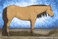 Horse Color:Buckskin 