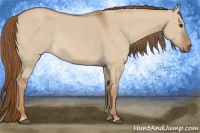 Horse Color:Red Dun Rabicano