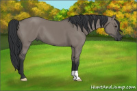 Horse Color:Grullo 