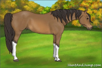 Horse Color:Buckskin 