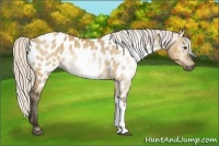 Horse Color:Gray Silver Buckskin Dun Near Leopard 