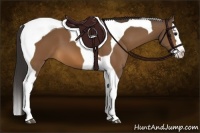 Horse Color:Buckskin Splash Tobiano 