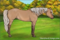 Horse Color:Silver Bay Dun