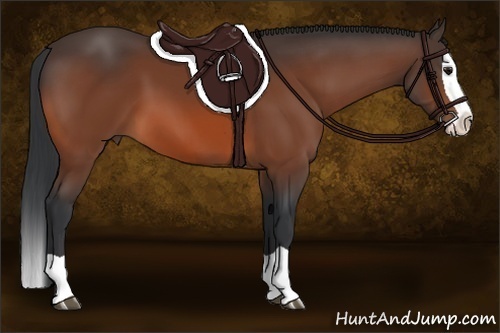 Horse Color:Bay Splash 