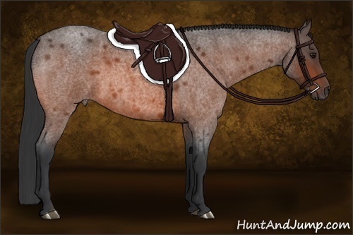 Horse Color:Bay Roan 