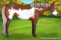 Horse Color:Silver Bay Frame