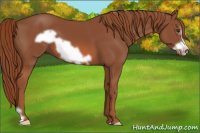 Horse Color:Liver Chestnut Frame 