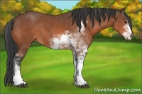 Horse Color:Bay Sabino 