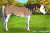 Horse Color:Bay Dun Splash 
