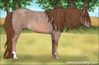 Horse Color:Liver Red Roan 