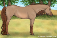 Horse Color:Red Dun 