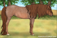 Horse Color:Red Roan 