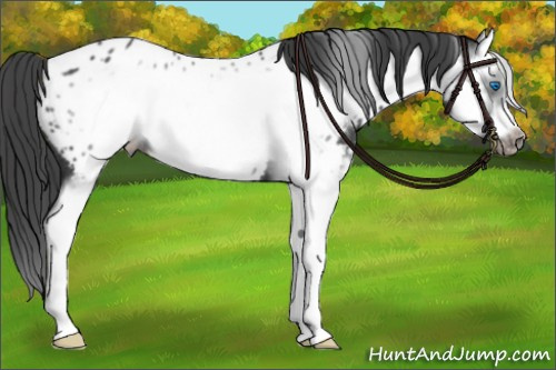 Horse Color:Blue Roan Splash Frame Appaloosa 