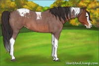 Horse Color:Bay Roan Splash Tobiano Appaloosa 