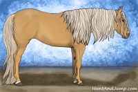 Horse Color:Palomino Sabino