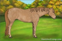 Horse Color:Chestnut  Brindle