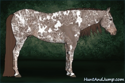 Horse Color: White Spotted Liver Chestnut Ice Rabicano 
