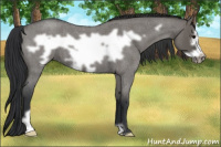 Horse Color:Brown Roan Dun Frame 